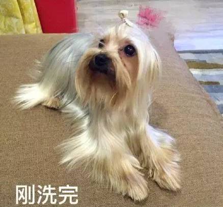 约克夏美容，细节决定优雅